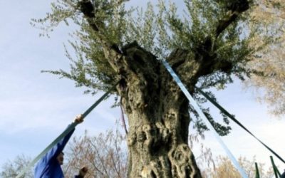 Andalucía prevé la segunda peor campaña de aceite de oliva en su historia
